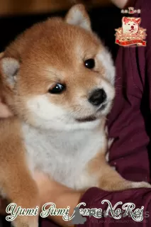 Photo №3. Femelle Shiba-inu avec documents FCI. Ukraine