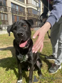 Photo №3. L'adorable chiot Rick cherche une famille.. Fédération de Russie