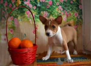 Photo №1. basenji - à vendre en ville de Москва | 2839€ | Annonce №39198