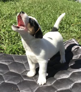 Photo №2 de l'annonce № 7017 de la vente jack russell terrier - acheter à Fédération de Russie annonce privée