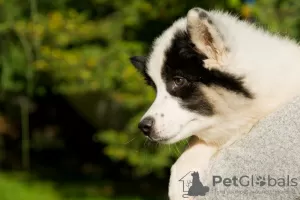 Photo №1. laika de iakoutie - à vendre en ville de Wielka Wieś | négocié | Annonce №25752