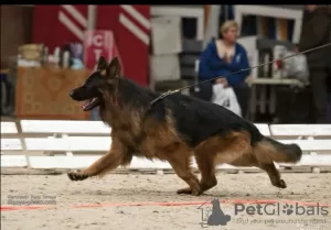 Photos supplémentaires: Chiots d'élite berger allemand à poil long