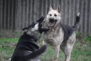 Photos supplémentaires: VEO femelle, à partir du 26.02, avec une métrique de chiot