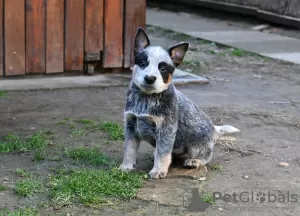 Photos supplémentaires: Chiots bouvier australien