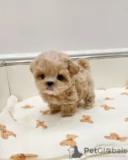 Photo №3. Adorable chiot maltipoo Teacup. Allemagne