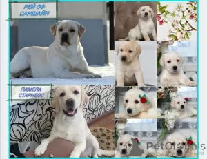 Photo №1. labrador retriever - à vendre en ville de Abakan | 497€ | Annonce №10098