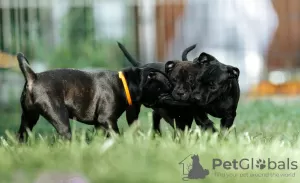 Photo №3. Stafforshire Bull Terrier anglais. Fédération de Russie