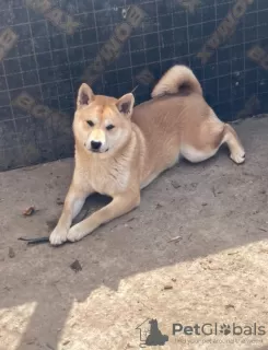 Photo №4. Je vais vendre shiba en ville de Subotica. éleveur - prix - 700€