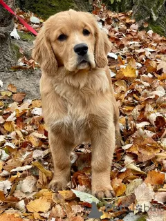 Photos supplémentaires: Filles Golden Retriever