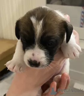 Photos supplémentaires: Les merveilleux chiots Jack Russell Terrier recherchent une maison et des