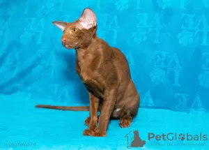 Photo №2 de l'annonce № 80747 de la vente oriental shorthair - acheter à Fédération de Russie de la fourrière