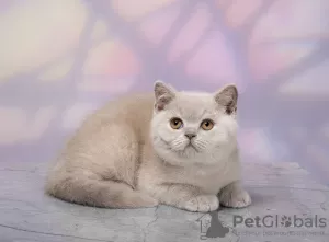 Photo №2 de l'annonce № 115055 de la vente british shorthair - acheter à Fédération de Russie annonce privée