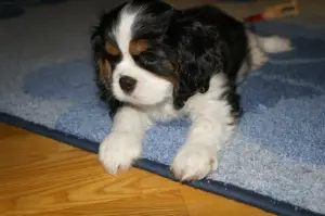 Photo №3. Chiots Cavalier King Charles Spaniel garçons tricolores vendre. Biélorussie