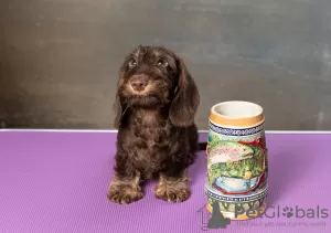 Photos supplémentaires: Chiot teckel miniature à poil dur