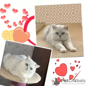 Photo №4. Je vais vendre british shorthair en ville de Балхаш. éleveur - prix - 1850€