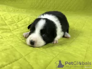 Photos supplémentaires: Chiots border collie, le chien le plus intelligent du monde