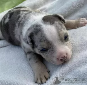 Photo №2 de l'annonce № 93078 de la vente american bully - acheter à Serbie éleveur