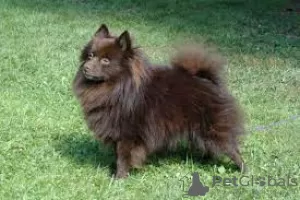 Photo №3. Spitz allemand chiot mâle. La finlande