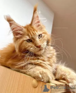 Photo №2 de l'annonce № 104569 de la vente maine coon - acheter à Allemagne éleveur