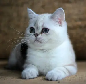 Photos supplémentaires: Chat écossais aux yeux bleus