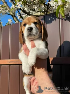 Photos supplémentaires: Le charmant chiot beagle est à la recherche d'un foyer et des plus tendres