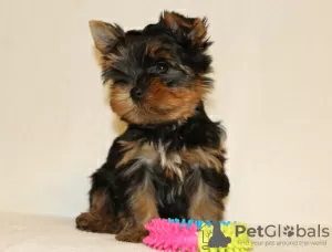 Photos supplémentaires: Chiots Yorkshire Terrier à vendre