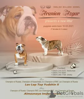 Photos supplémentaires: Chiots Bulldog anglais