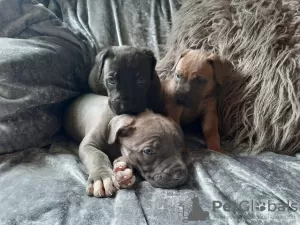 Photo №1. cane corso - à vendre en ville de Kansas City | 521€ | Annonce №37541