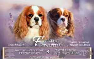 Photo №4. Je vais vendre cavalier king charles spaniel en ville de Stavanger. annonce privée - prix - négocié