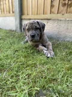 Photo №3. Mastiff anglais WhatsApp @ 33 6 04 06 75 04. Suède