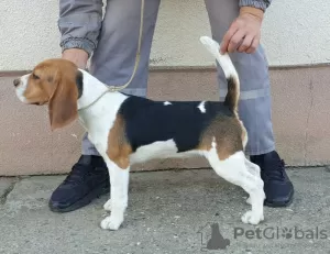 Photos supplémentaires: Beagle femelle à vendre