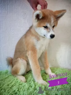 Photos supplémentaires: Akita Inu