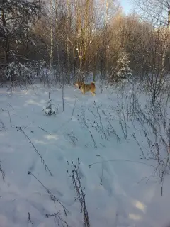 Photos supplémentaires: Je vais vendre des chiots du husky de Sibérie occidentale de parents qui