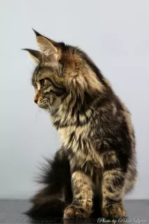 Photos supplémentaires: Maine coon