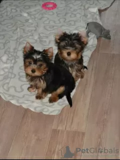 Photo №1. yorkshire terrier - à vendre en ville de Église blanche | 296€ | Annonce №12004