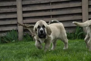 Photos supplémentaires: Chiots de dogue espagnol