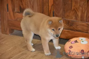 Photos supplémentaires: Beautiful shiba inu