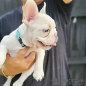 Photos supplémentaires: Chiots bouledogue français