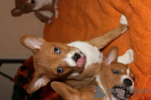 Photo №4. Je vais vendre basenji en ville de Brovary. éleveur - prix - 1000€