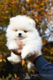 Photo №2 de l'annonce № 12736 de la vente spitz nain - acheter à Fédération de Russie éleveur