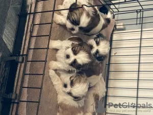 Photos supplémentaires: Superbe portée de chiots Shih Tzu