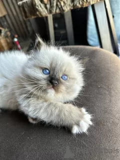 Photo №4. Je vais vendre ragdoll en ville de Москва. de la fourrière, éleveur - prix - 1478€