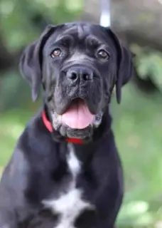 Photo №4. Je vais vendre cane corso en ville de Vilnius. de la fourrière, éleveur - prix - 850€