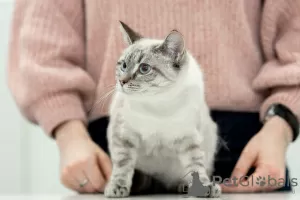 Photos supplémentaires: Le chat thaïlandais Latifa entre de bonnes mains