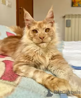 Photo №1. maine coon - à vendre en ville de Chicago | 284€ | Annonce № 103651