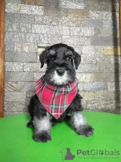 Photos supplémentaires: Schnauzer nain BEAUX chiots