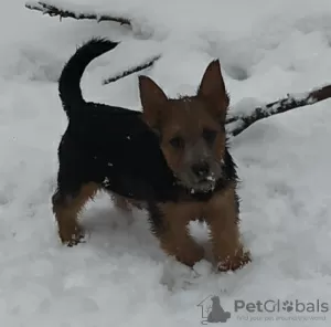 Photo №2 de l'annonce № 8636 de la vente norwich terrier - acheter à Fédération de Russie annonce privée