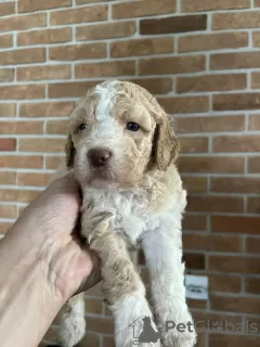 Photos supplémentaires: Chiots Lagotto Romagnolo