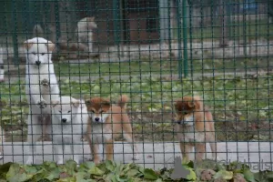 Photos supplémentaires: Chiots Shiba Inu