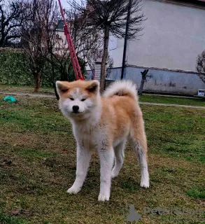 Photos supplémentaires: Chiots Akita Inu japonais